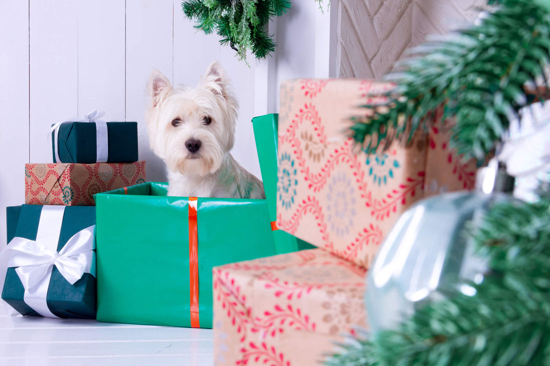 Here Are the Best Ways to Bring a Pet Home For the Holidays