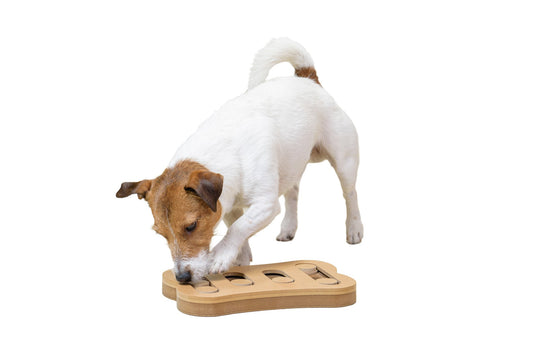 As Your Pup Ages, Mental Stimulation is More Important Than Ever