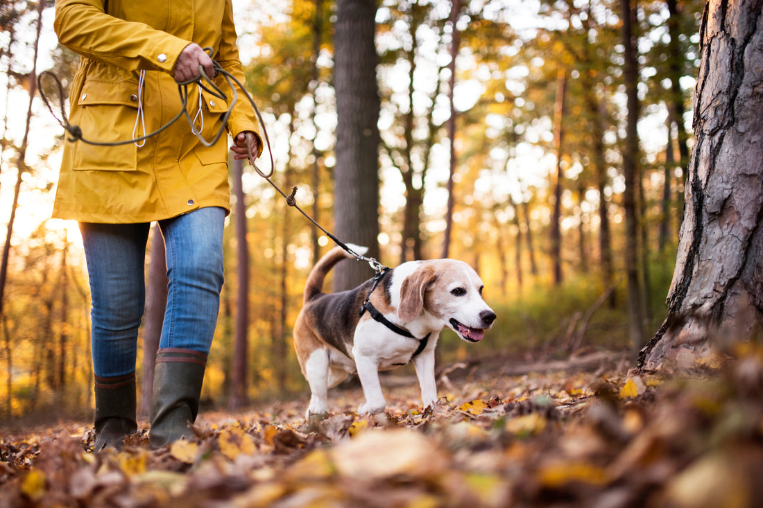 Make Sure Your Pup Gets Exercise as Fall Comes to an End!