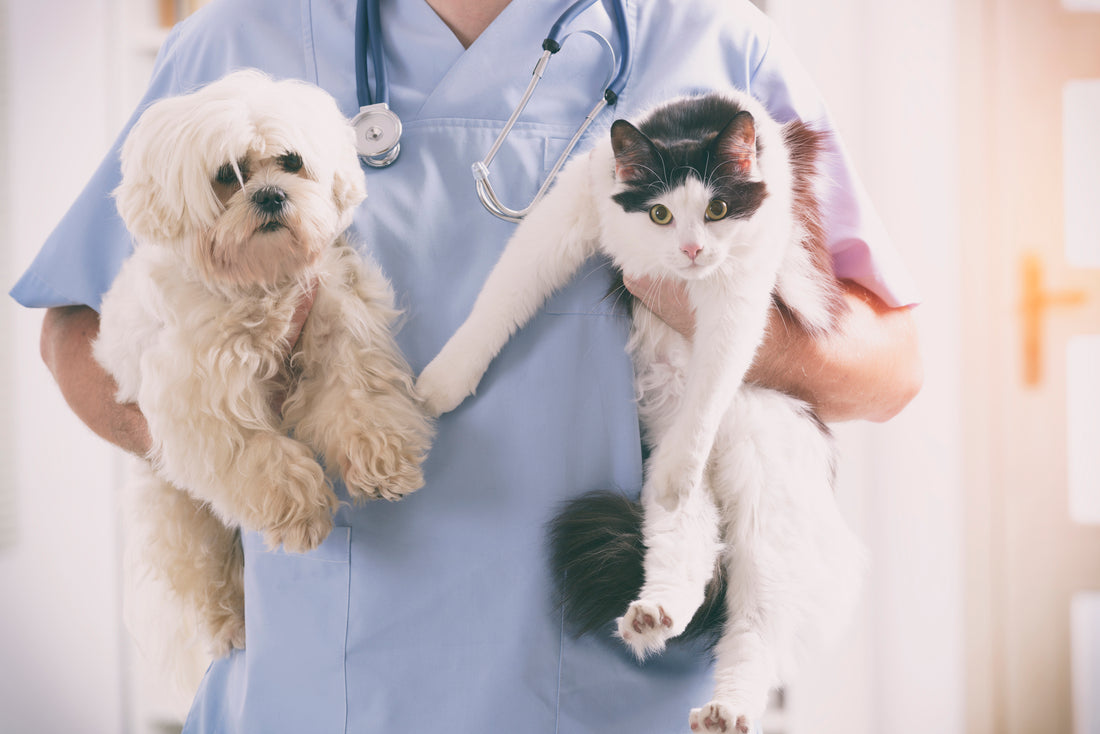 Why Vets Aren't Trying to Cure Your Pet's Cancer