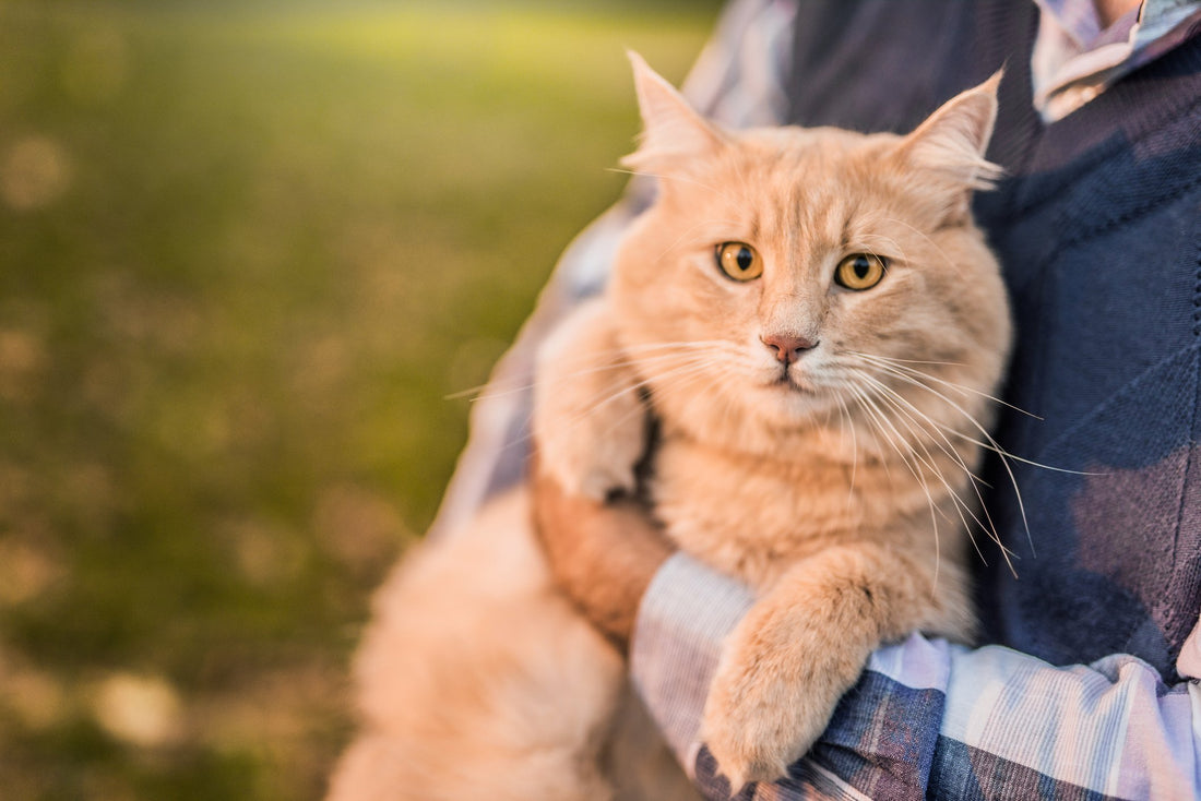 5 of the Biggest Risks to Your Senior Cat's Health