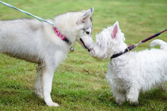 This is Why Socializing Puppies is So Important