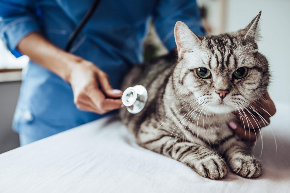 When Does a Cat's Troubled Breathing Become a Concern for Cancer?