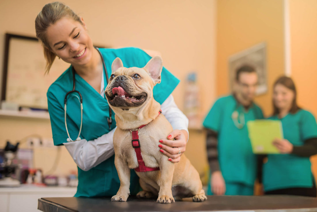 Integrative Medicine: Start Asking Your Vet What You Can do at Home