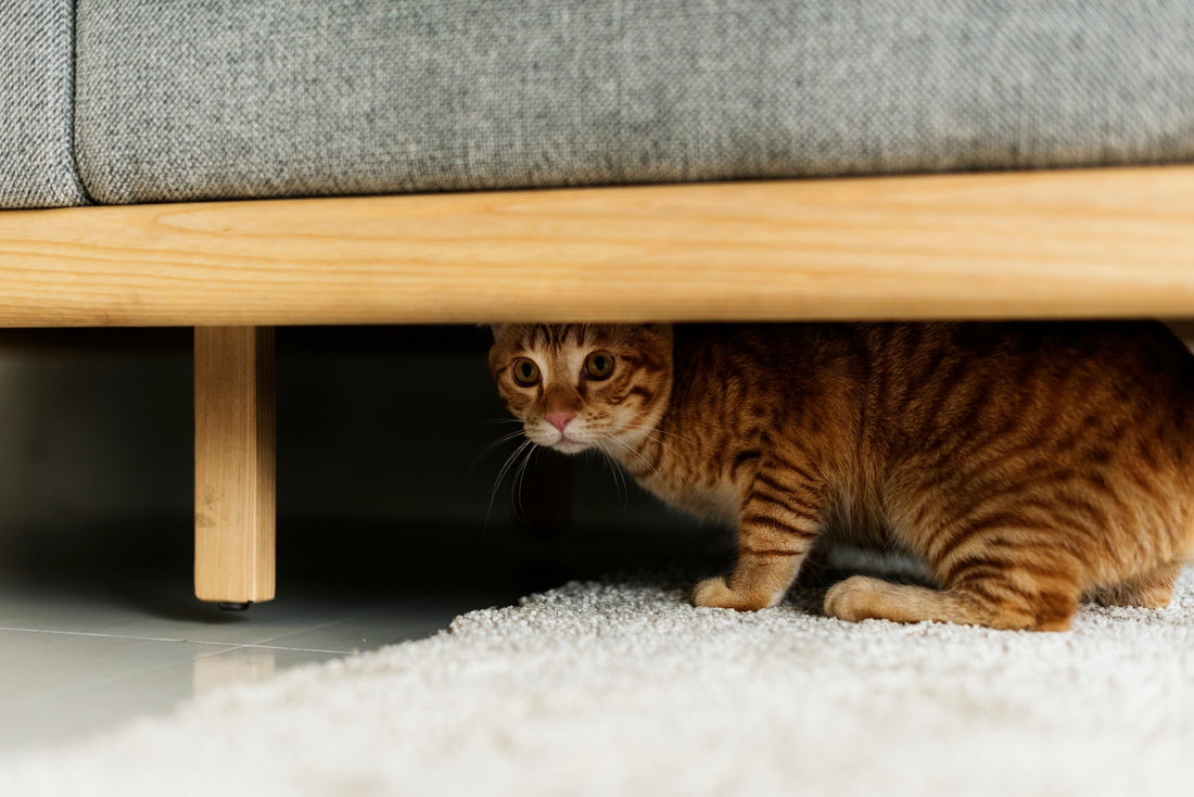 Is Your Home's Layout Causing Your Kitty Stress?