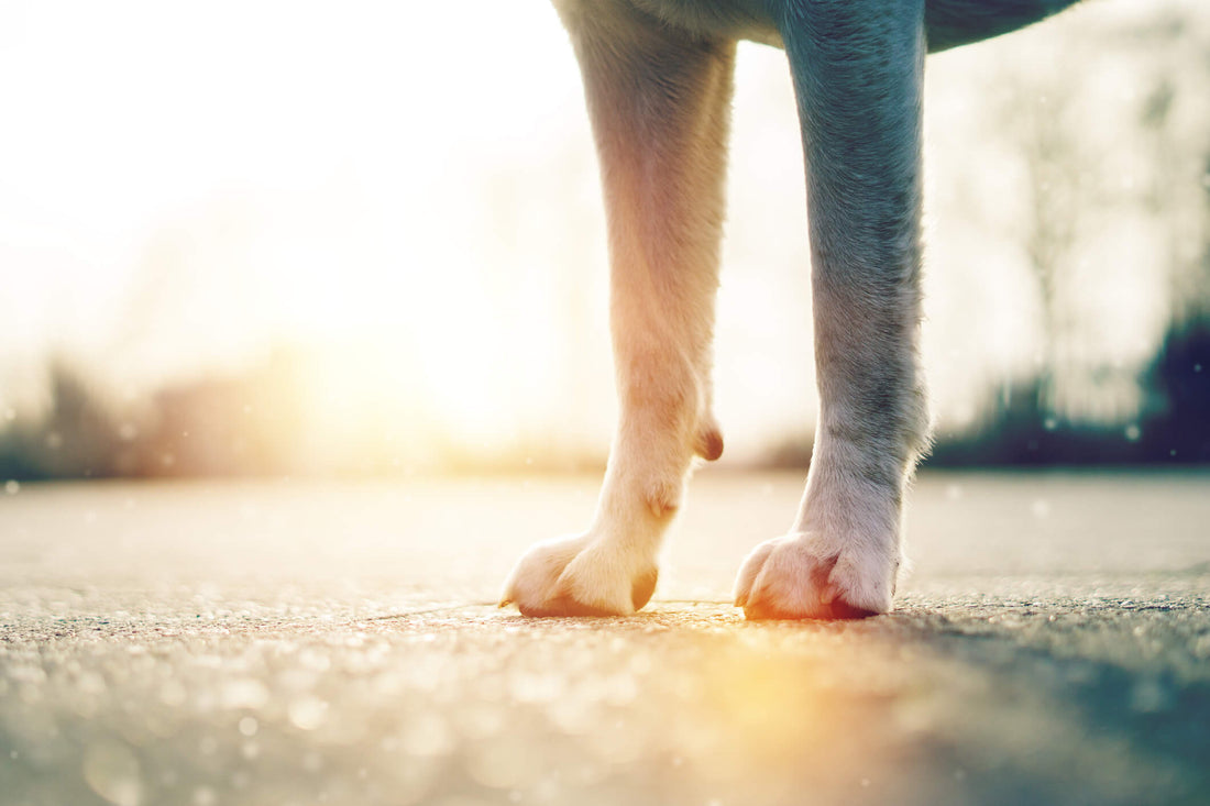 6 Potential Reasons Your Dog's Legs Have Given Out