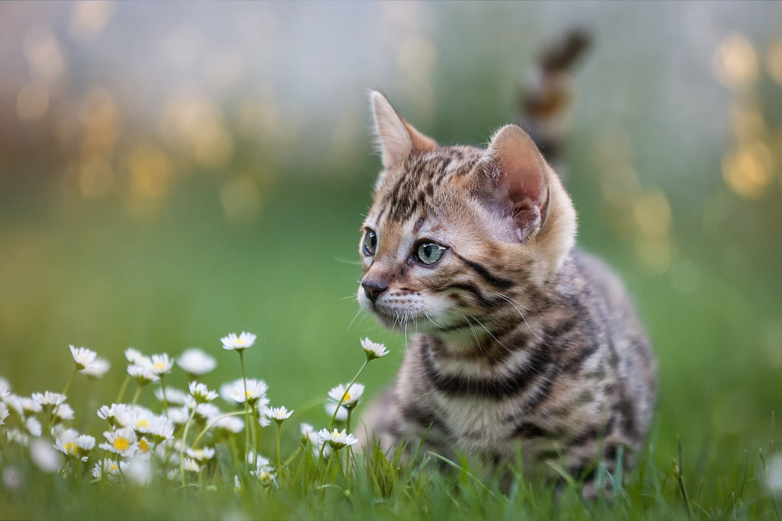 5 Steps to Letting Your Cat Outside This Summer Without Worry