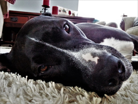 How Different Kinds of Worms Affect Your Pet's Health