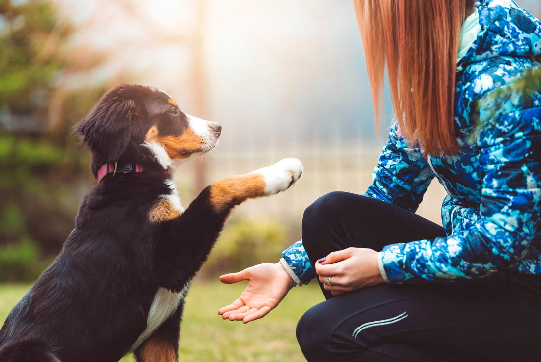 Pawsitive Reinforcement for Less-Stressed Training