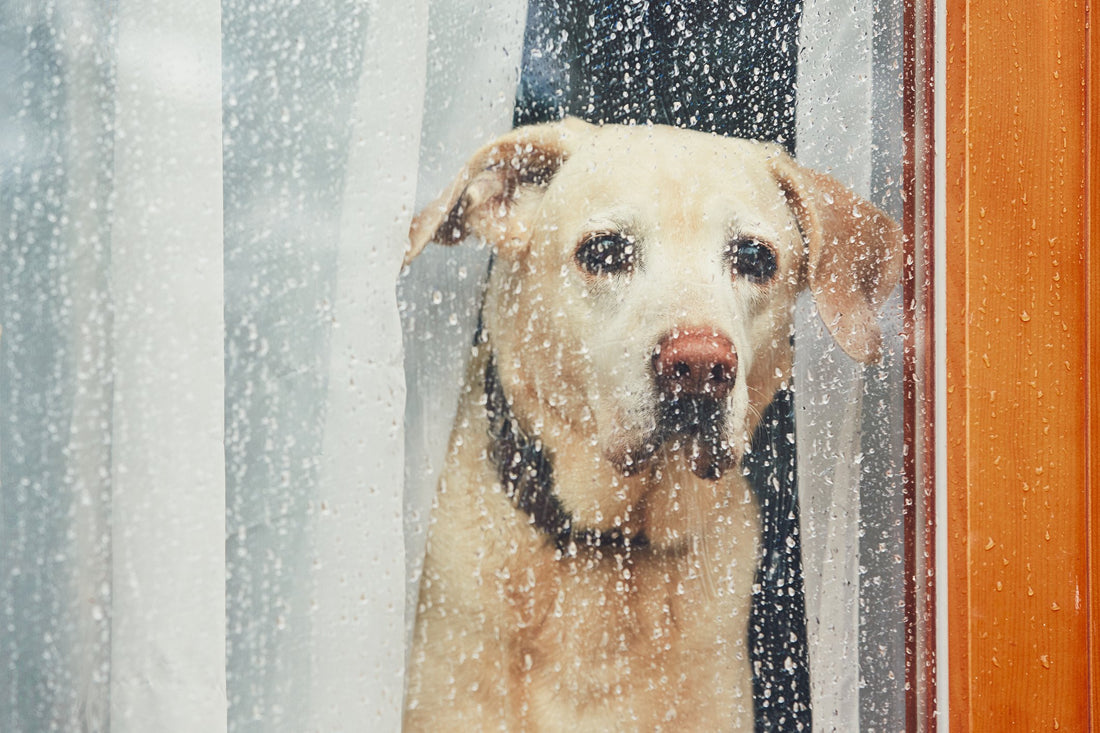Help Your Pet Adjust to the End of Stay-at-Home Orders