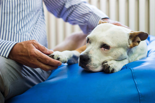 This is How You Keep Your Dog Safe During a Seizure