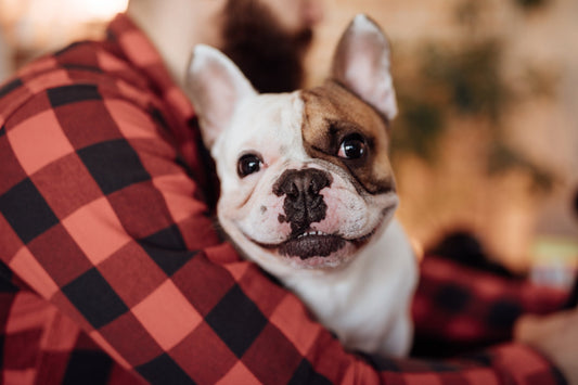 Don't Forget to Make New Year's Resolutions for Your Pet, Too!