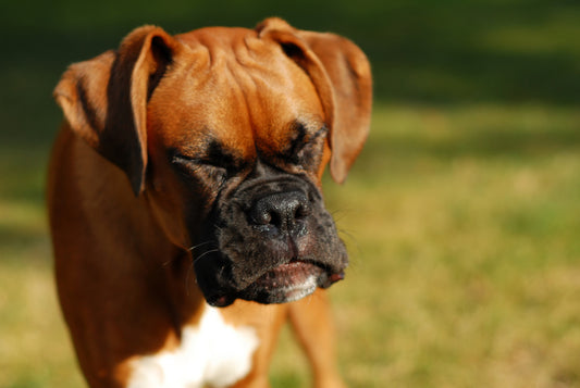 Sneezing While Playing is A Dog's Way of Telling You It's Just a Game