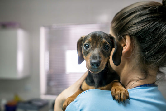 When is Dog Vomiting an Emergency?
