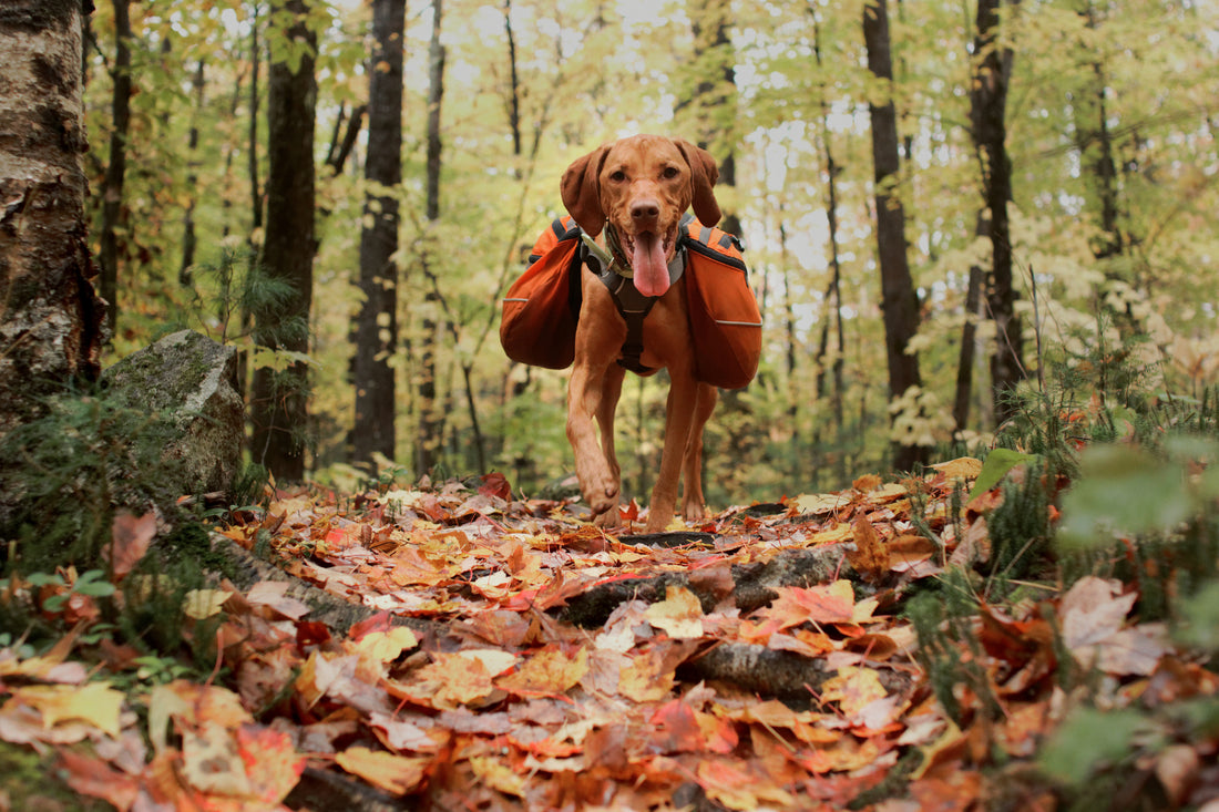 Prevent Outdoor Adventures From Increasing Your Dog's Risk of Worms