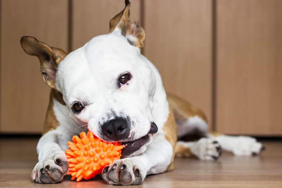 Antlers, Plastic Chews, Rope Toys & More: What's Safe and What's Not?