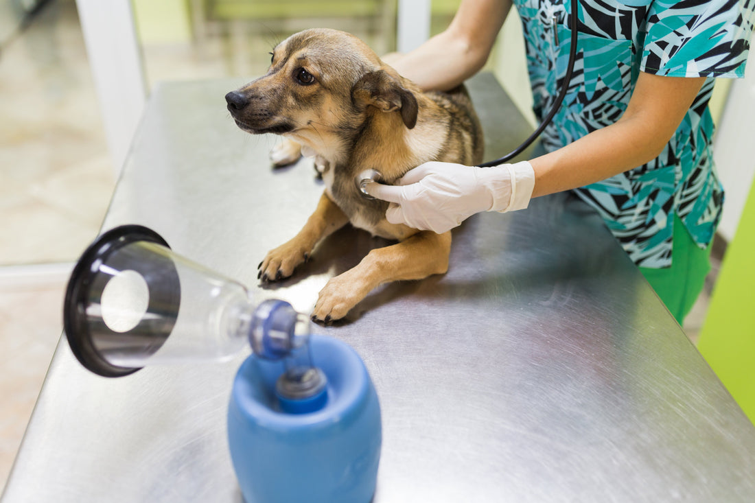 Can Dogs Also Get Asthma?
