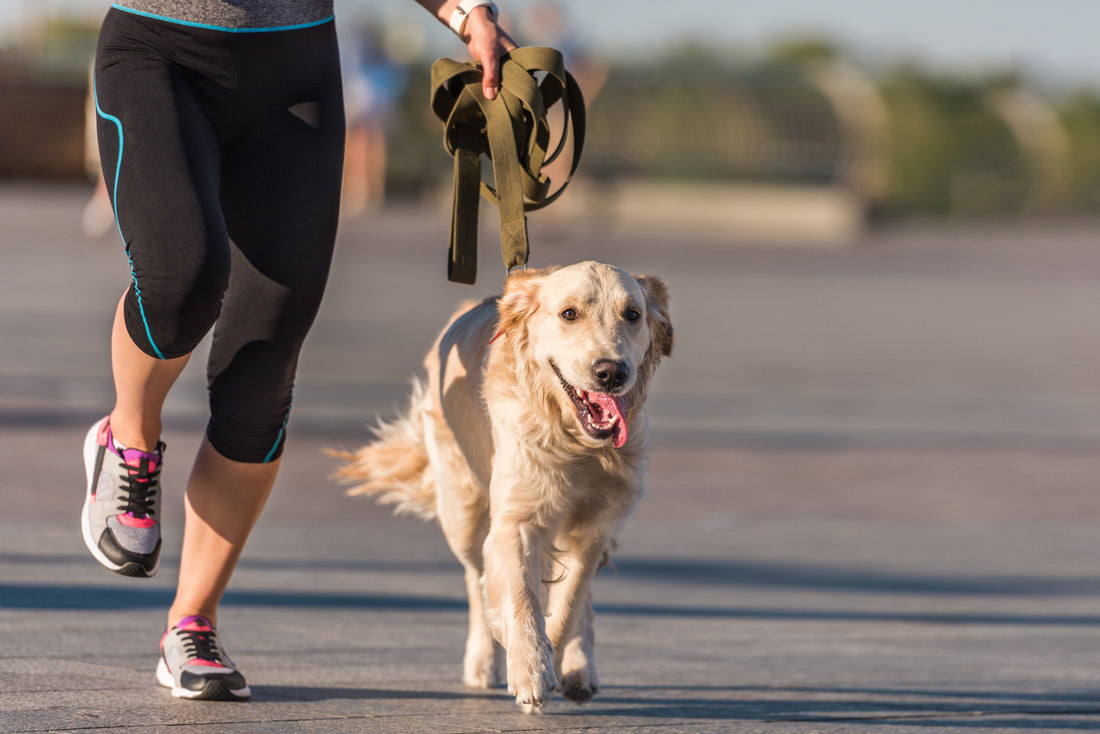 Exercises to Help Your Dog Cope with Arthritis