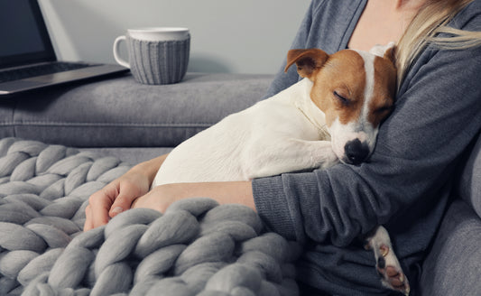 These Changes to Your Dog's Skin May Point to Cushing's Disease