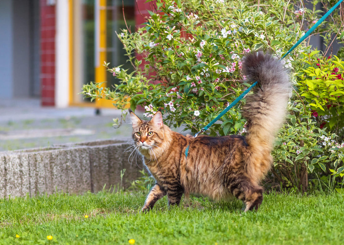 Cats Enjoy Walks, Too: Tips for Walking Your Cat Safely