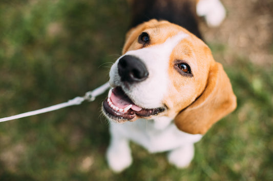 Getting Ahead of Your Dog's Fall Allergies