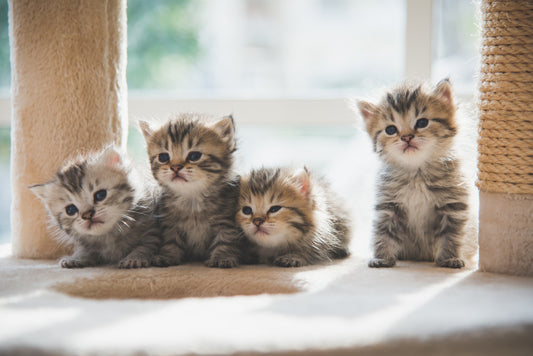 Getting a New Puppy or Kitten? Spay or Neuter for Their Safety!