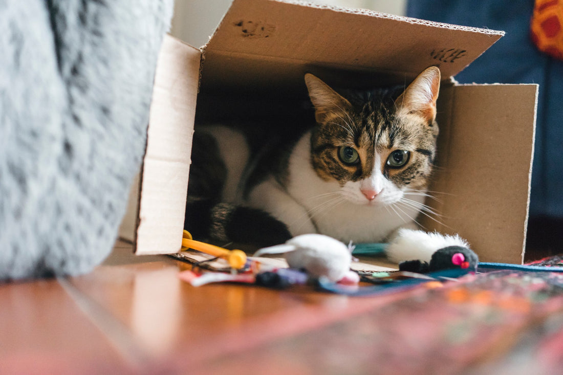 These Everyday Objects Make the Safest Pet Toys (And These Others Don't!)