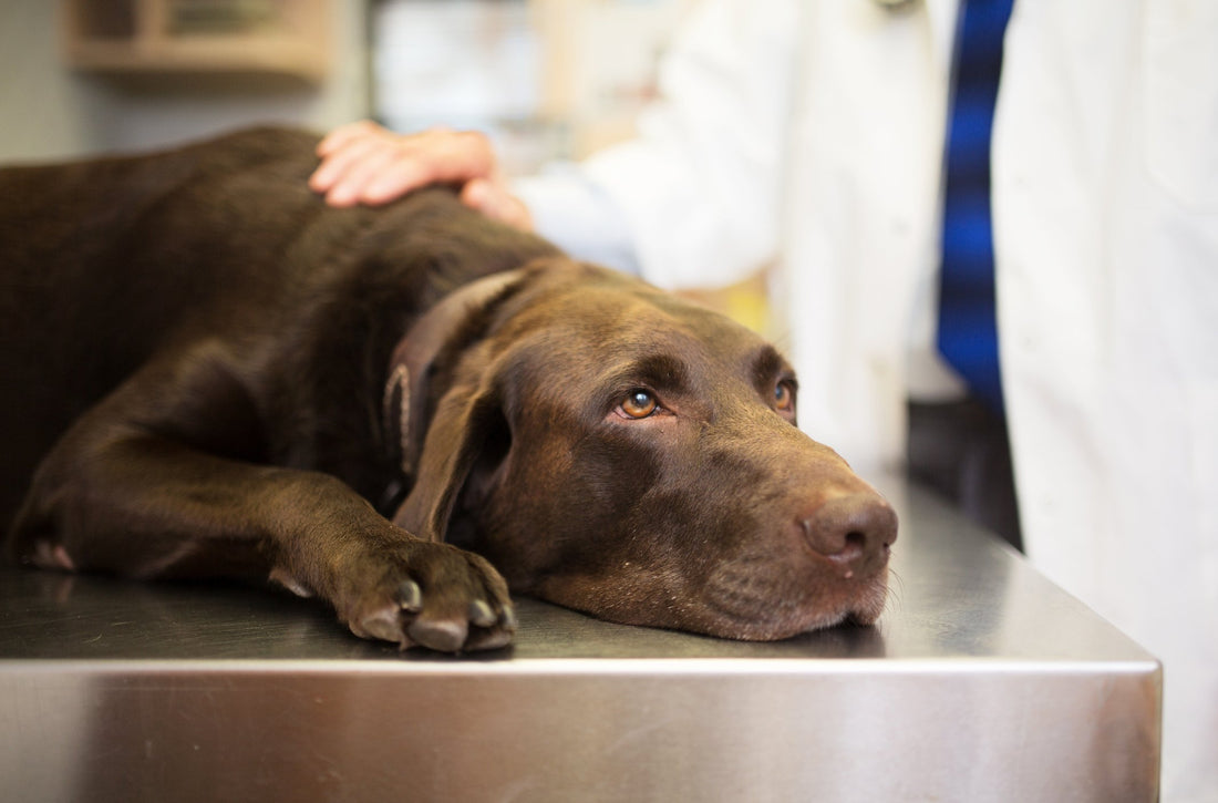 How Are Mast Cell Tumors Different from Other Dog Cancers?
