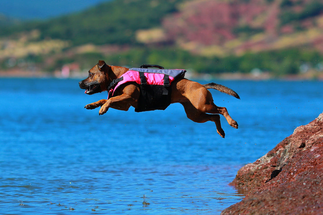 Water Safety Tips for Your Pup