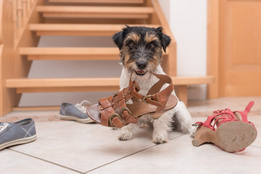How Do I Stop My Dog from Eating Things It Shouldn't?