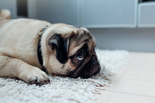 How to Prevent and Treat Puppy Separation Anxiety
