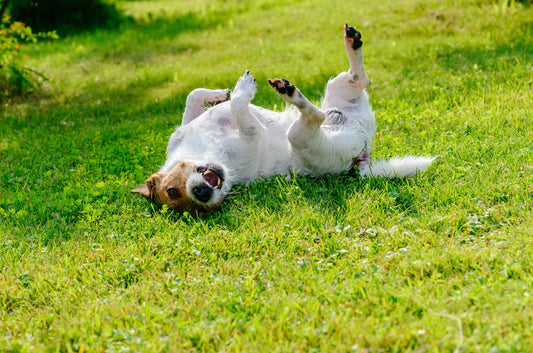 Warmer Weather Means Fleas Are Active: Be Wary of the Signs