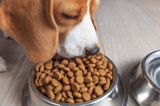 You May Need to Change Your Dog's Feeding Habits this Winter