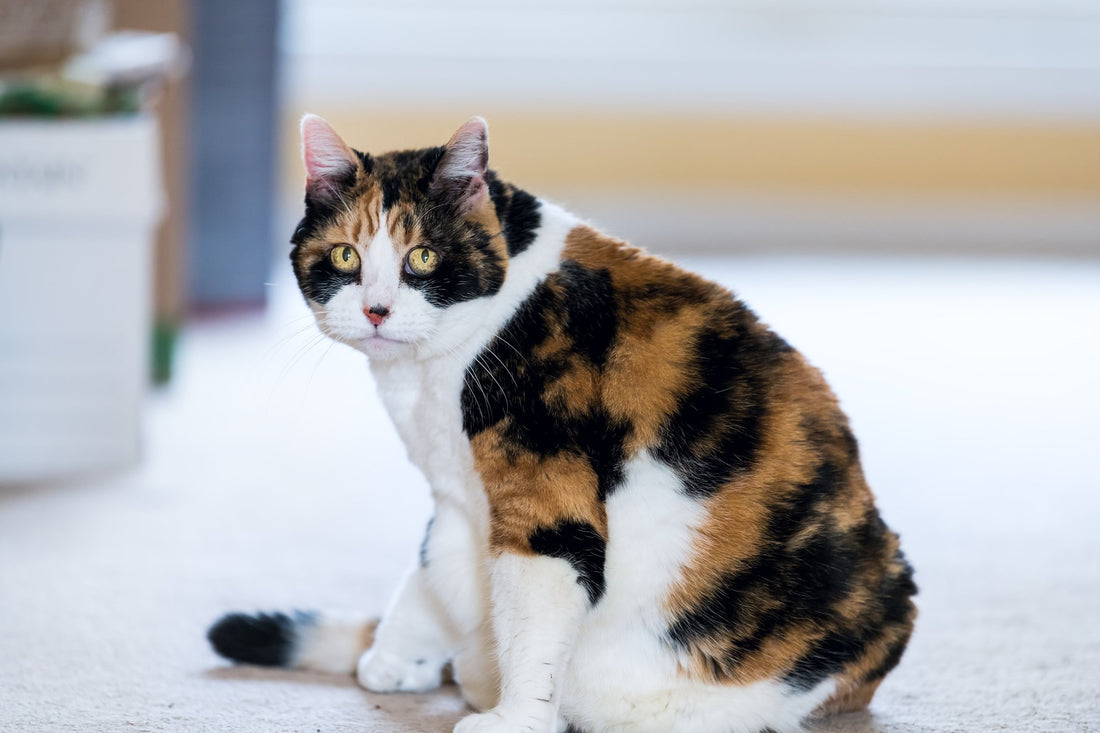 A Scooting Cat Might be Trying to Tell You Something's Wrong