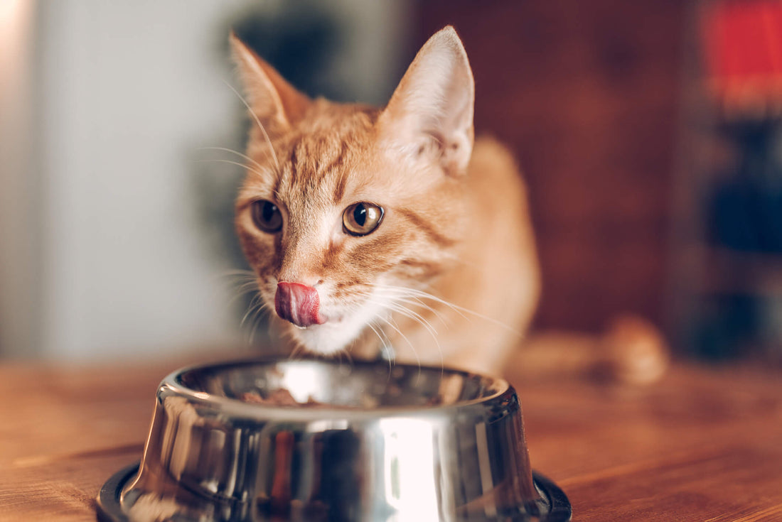 Should Cats Take Probiotics?