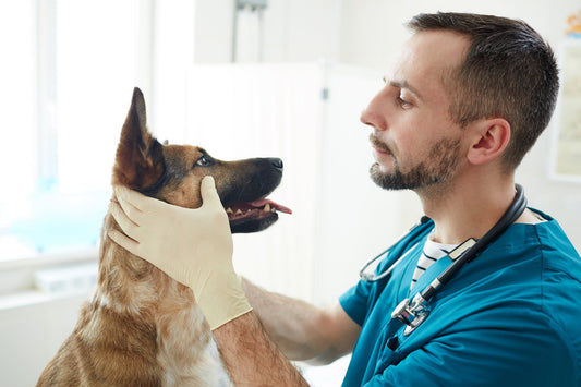 Yellow Eyes, Nausea, Pain? Sounds Like Symptoms of This Dog Issue