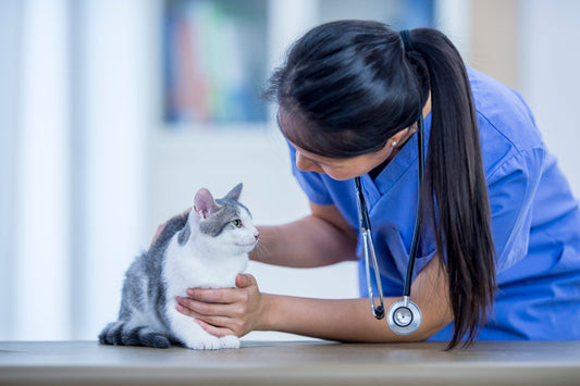Why It's So Important to Protect Your Cat Against FeLV