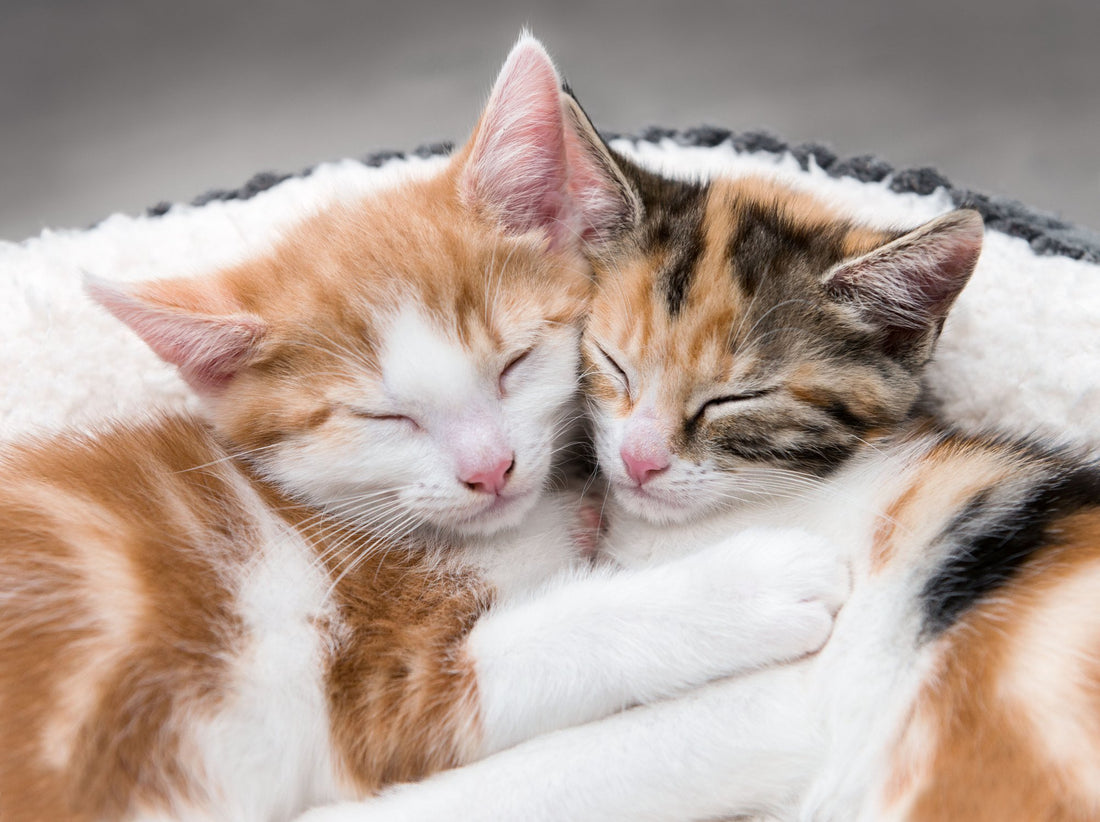 Are Two Better Than One? The Pros and Cons of Adopting Multiple Cats