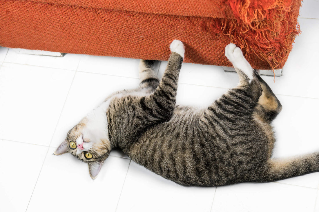 Tips for Dealing with Your Cat's Destructive Scratching