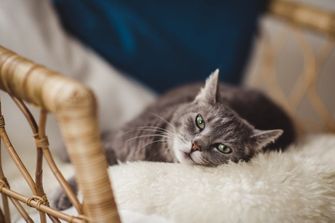 8 Easy Ways to Help Cats Age Comfortably and Happily