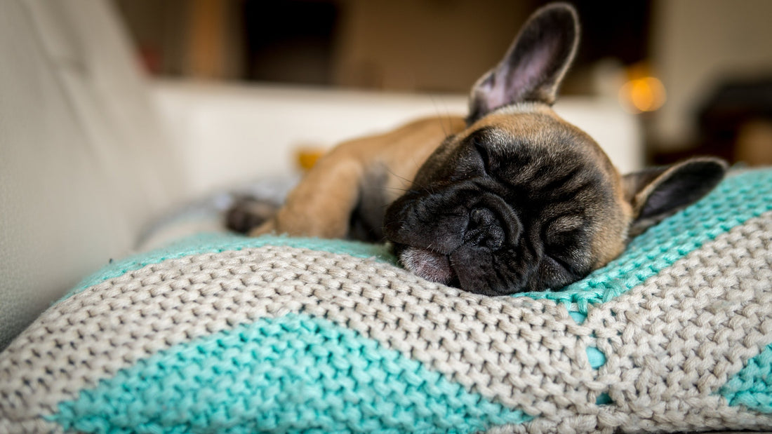 Here’s Why You Should Keep Your Dog on a Strict Nighttime Schedule