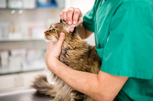 Understand Where This Form of Cat Skin Cancer Comes From