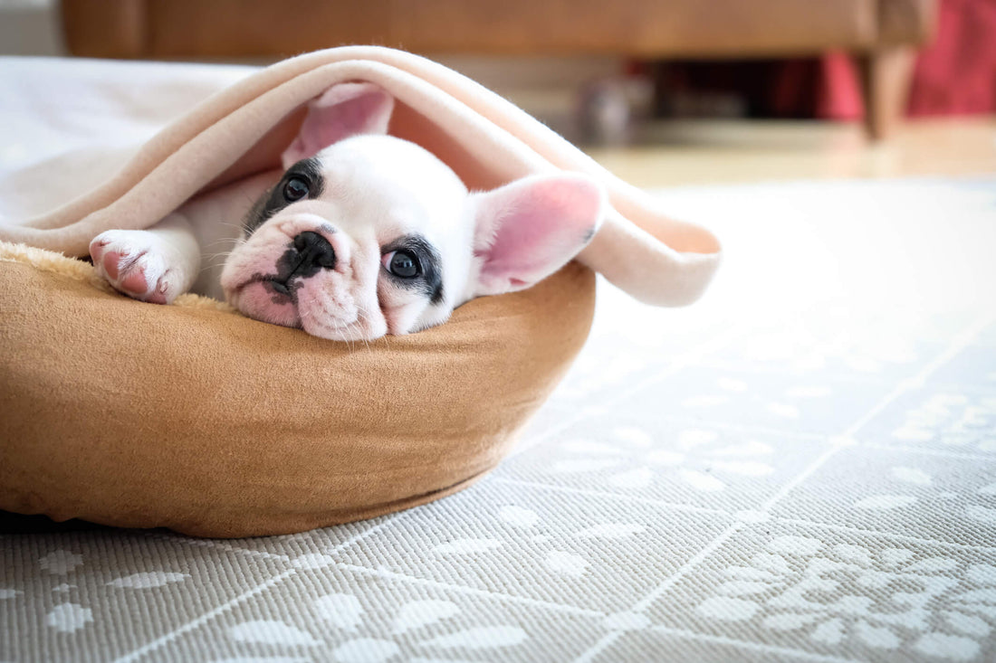 Beds, Crates and Blankets: Where Should You Train Your Pup to Sleep?