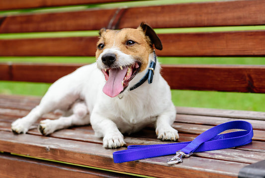 Why Is Your Dog Wheezing After Romping Outdoors?