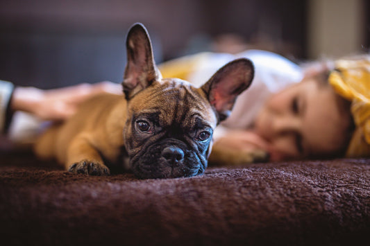 Can Pets Take Melatonin?
