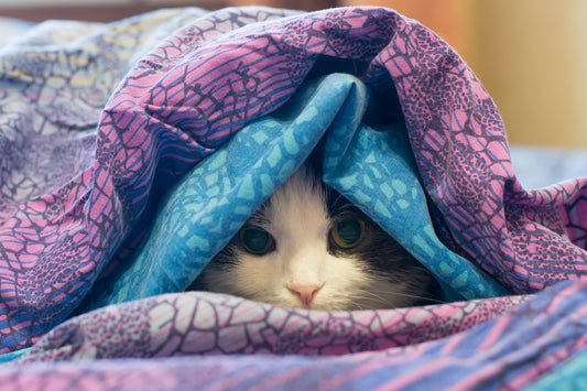 Understanding Feline Herpesvirus (FHV) and How it Affects Your Cat