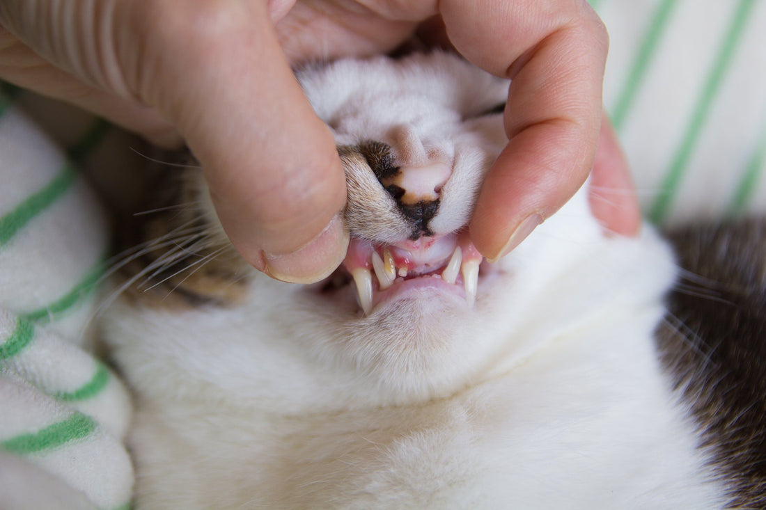 Could That Be Juvenile Gingivitis in Your Kitten?
