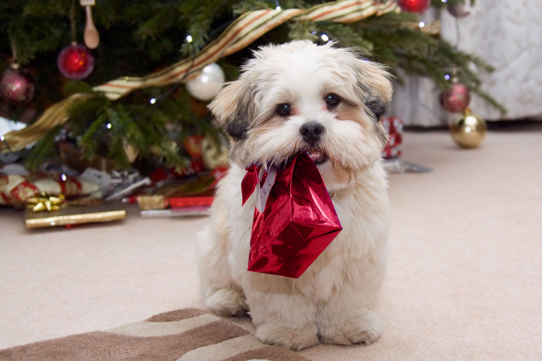 Give Your Pup the Gift of Great Oral Health