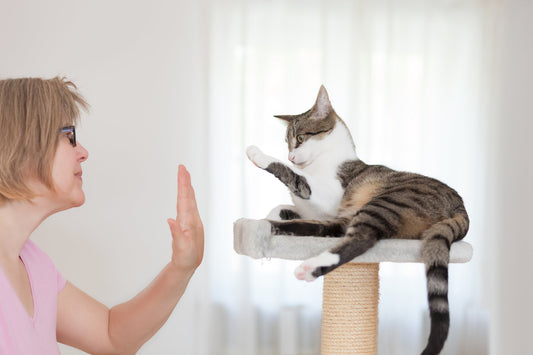 Is it Possible to Train a Cat Like a Dog?