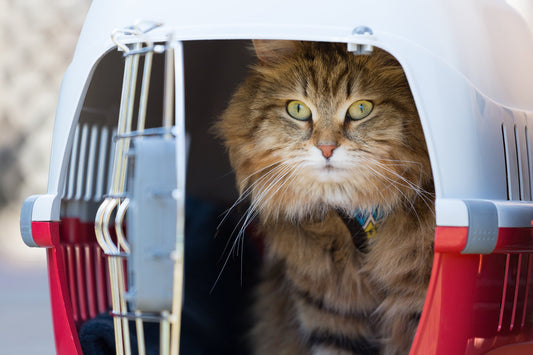 When Is It Appropriate to Crate Train a Cat?